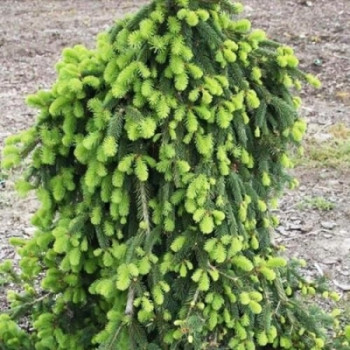 Ель обыкновенная Инверса / Picea abies Inversa 60-80, С35