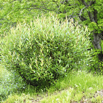 Ива Бреккэвиер /Salix phylicifolia Brekkavier, h-2-2,5м, С3,