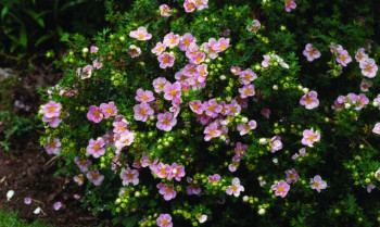 Лапчатка кустарниковая Лавли Пинк / Protentilla futicosa Lovely Pink 30-40, С2, шт