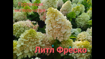 Гортензия метельчатая Литл Фреско / Hydrangea paniculata Little Fresco h-60, С3