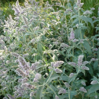    / Mentha longifolia Silver Form, 1