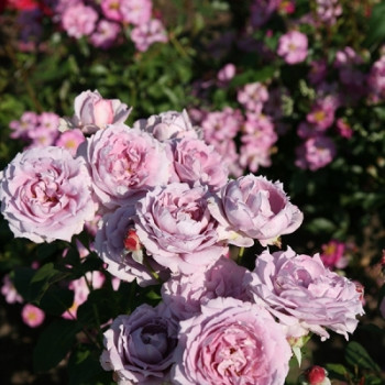 Роза флорибунда Новалис / Rose Novalis, С4, шт