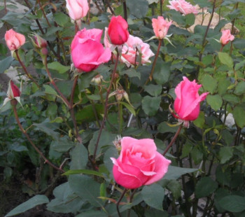 Роза ч/г Бел Анж / Rose tea hybrid Bel Ange h 60 розового цвета, С4, шт