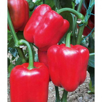    / Cuboid Red pepper, 9