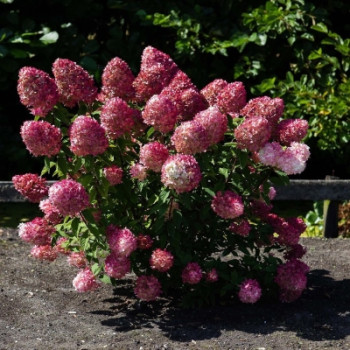 Гортензия метельчатая Пинк энд Роуз/Hydrangea paniculata  Pink & Rose, С3