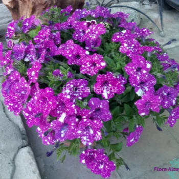      / Petunia Splash Dance Purple Polka, 9