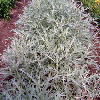 Полынь людовика / Artemisia ludoviciana, С2