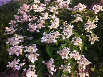 Гортензия метельчатая Прим Вайт / Hydrangea paniculata Prim White h 150, С3