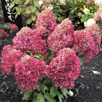 Гортензия метельчатая Роял Флоуерс/Hydrangea paniculata Royal Flower, С3