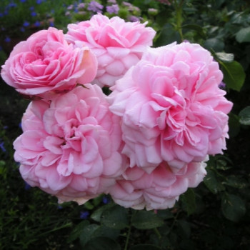 Роза ч/г Хоум энд Гарден / Rosa tea hybrid Home & Garden, h 80, розовая, С4, шт