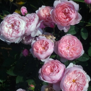      / Rose The Alnwick Rose, 4