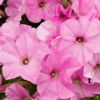       / Petunia Series Blooms Pinkie Milky Shot, 9