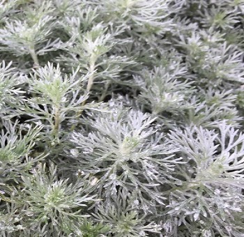 Полынь Шмидта Сильвер Мунд / Artemisia schmidtiana Silver Mound, С1
