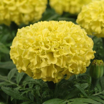     / Tagetes erecta Taishan Yellow, 7