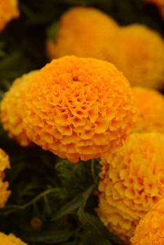     / Tagetes erecta Taishan Orange, 7