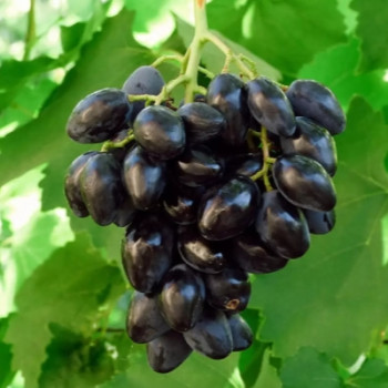   / Rhombic grapes, 2