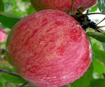 Яблоня Анис полосатый, С5