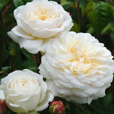 Роза английская Транквилити / Rose Tranquillity h 125 белая, С4, шт