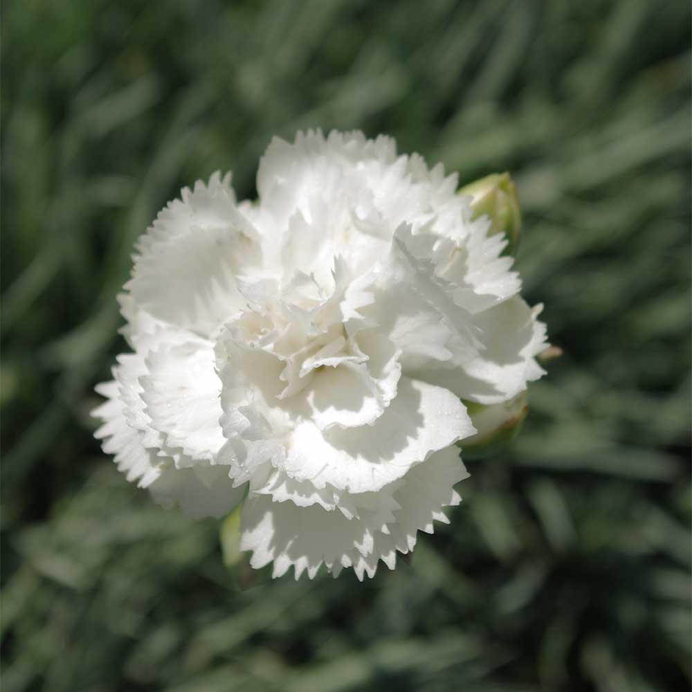 Гвоздика альпийская Альбус Пленус / Dianthus grafianopolitanus Albus Plenus, С1, шт